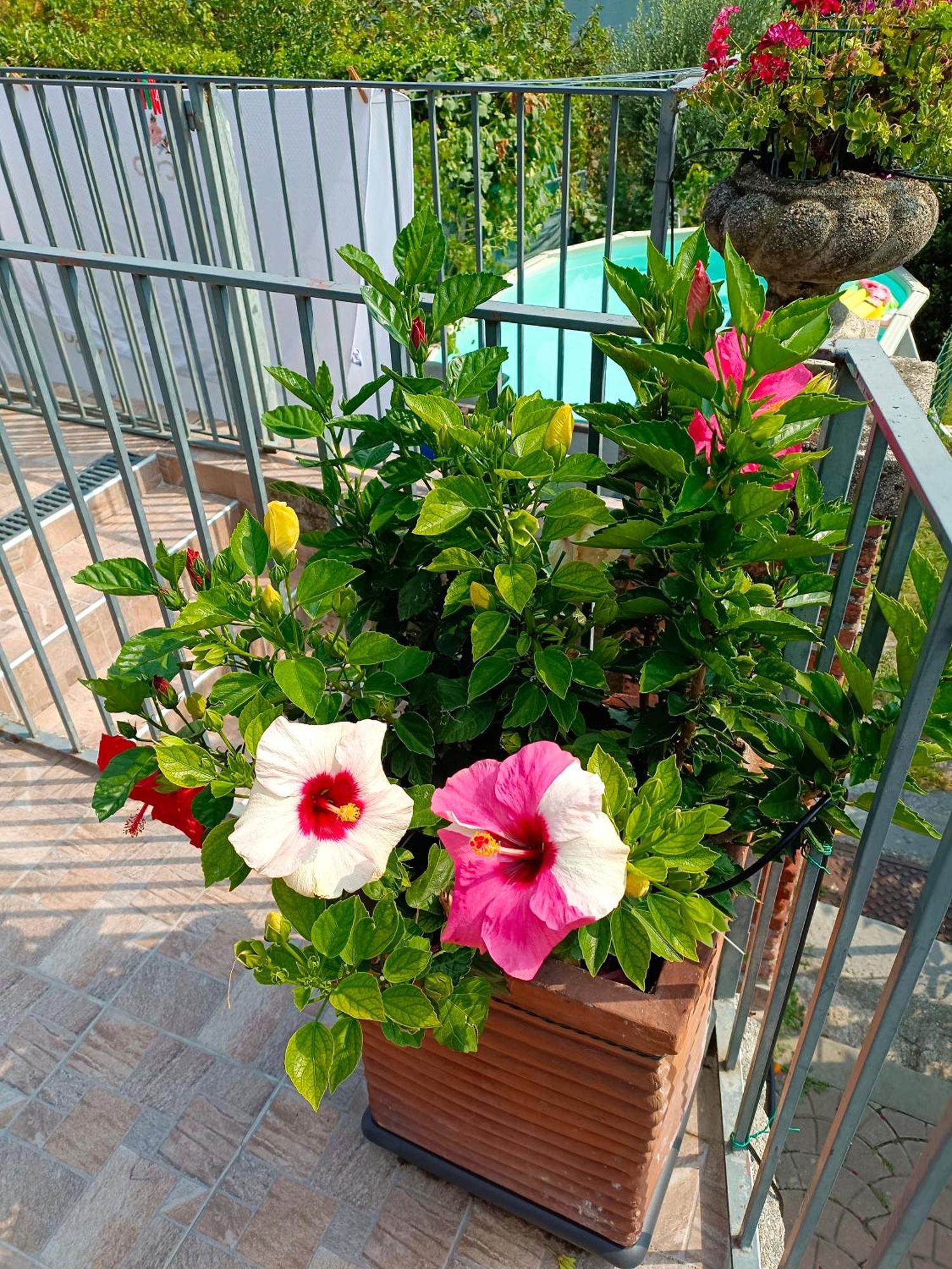 Le Rose Sul Lago Pescate Ngoại thất bức ảnh